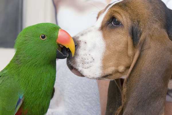 Nepričakovano prijateljstvo: Pes in papiga postala neločljiva