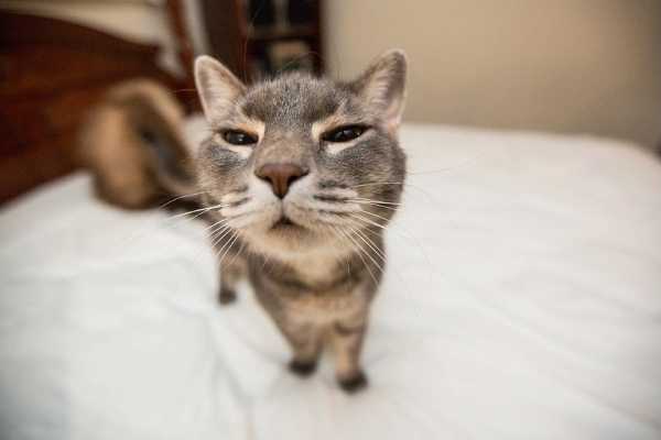 Smešne mačke: Mačji posnetki, ki vas bodo nasmejali do solz
