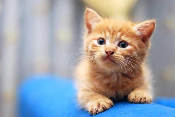 Smešne mačke: Mačji posnetki, ki vas bodo nasmejali do solz